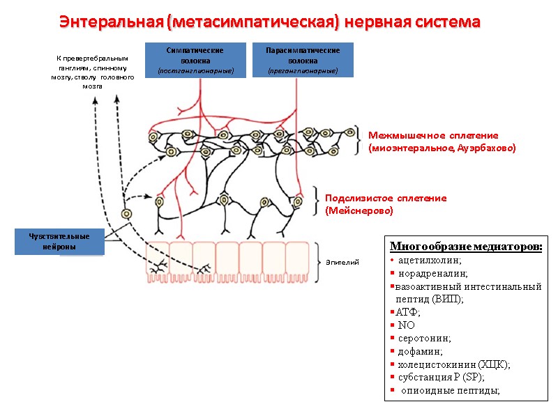 Энтеральная (метасимпатическая) нервная система   Эпителий К превертебральным ганглиям, спинному мозгу, стволу 